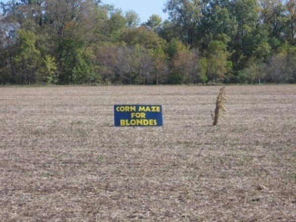 Completely flat field with one corn stock and text on a sign reading 